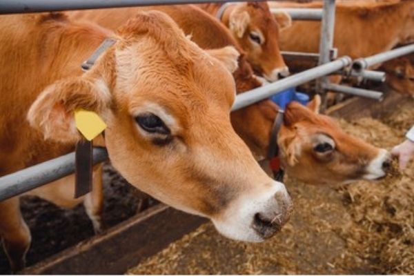 India: Cows In Uttar Pradesh To Have Unique IDs India: Cows In Uttar Pradesh To Have Unique IDs