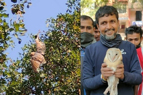 Owl Hangs On For Dear Life As Guwahati Lacks Dedicated Rescue Helpline Owl Hangs On For Dear Life As Guwahati Lacks Dedicated Rescue Helpline