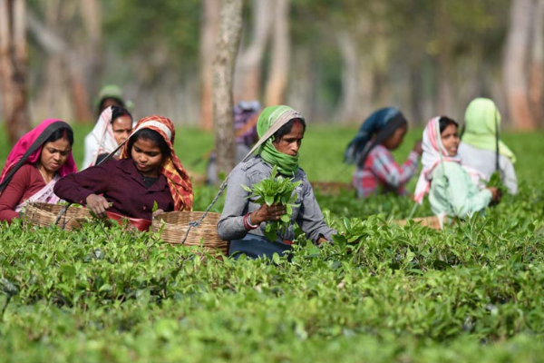 tea garden pictures assam