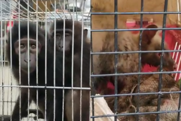 8 Charged in Scheme to Smuggle Endangered Monkeys From Asia, U.S.