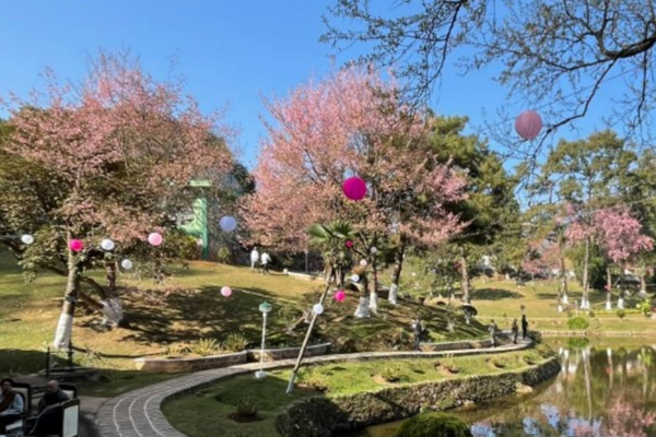 Cherry Blossom Festival Cancelled After Firing At Assam Meghalaya Border