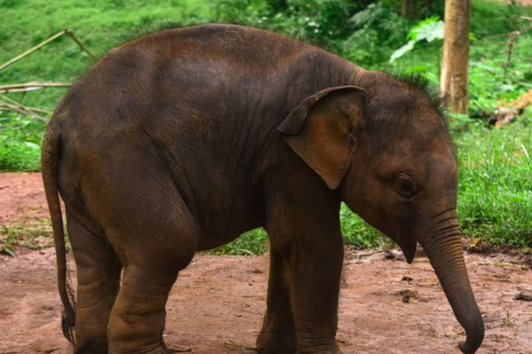 97 Elephants And Other Animals Sent From Assam To Other States Since 2006