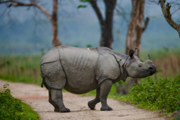 Facts Behind Assam's Zero Rhino Poaching Claim In 2022 Facts Behind Assam's Zero Rhino Poaching Claim In 2022