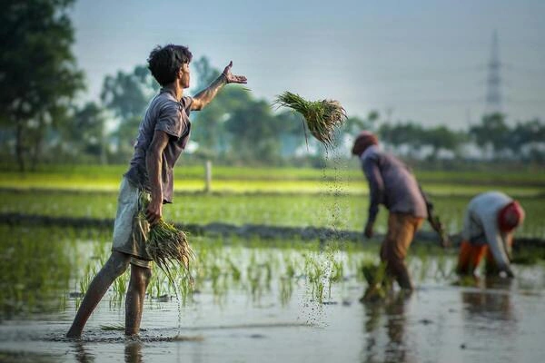 India Becomes First Country To Develop Genome-edited Rice Varieties
