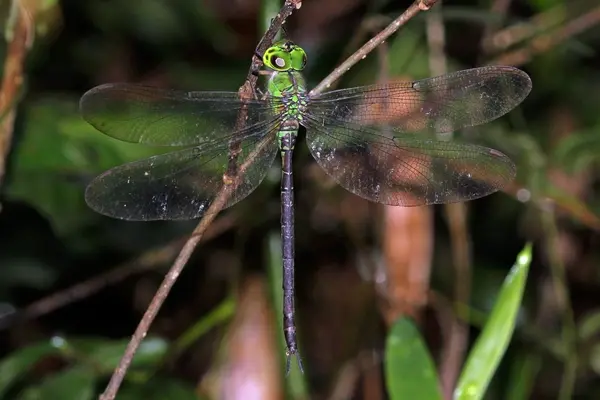 Rare Dragonfly Species Rediscovered in Arunachal Pradesh After More Than 100 Years