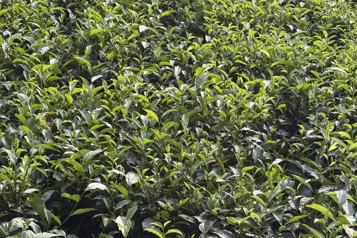 Aluma Tea Concerns Mount Over Growing Import of Kenyan Tea into India; May ‘Kill ...
