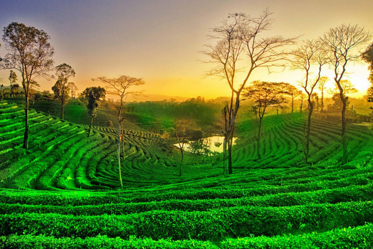 Assam Budget 2022 23 50 Selected Gardens To Get Rs 2 Crore Each To assam-budget-2022-23-50-selected-gardens-to-get-rs-2-crore-each-to