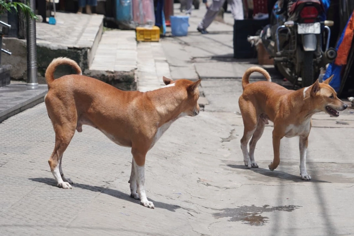 Dog Theft Cases Across Assam Reveal Suspected Organised Illegal Network