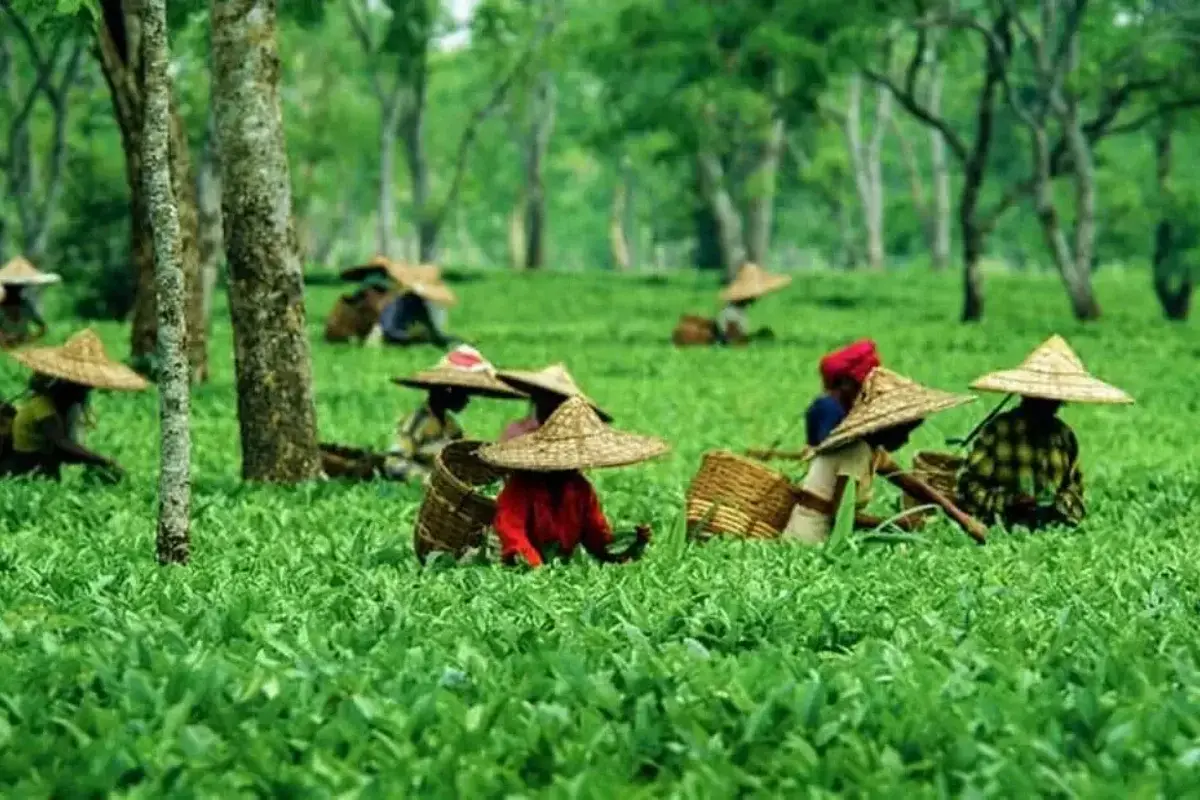 Tea Garden Workers Protest In Dibrugarh Over Denial Of Caste Certificates tea-garden-workers-protest-in-dibrugarh-over-denial-of-caste-certificates