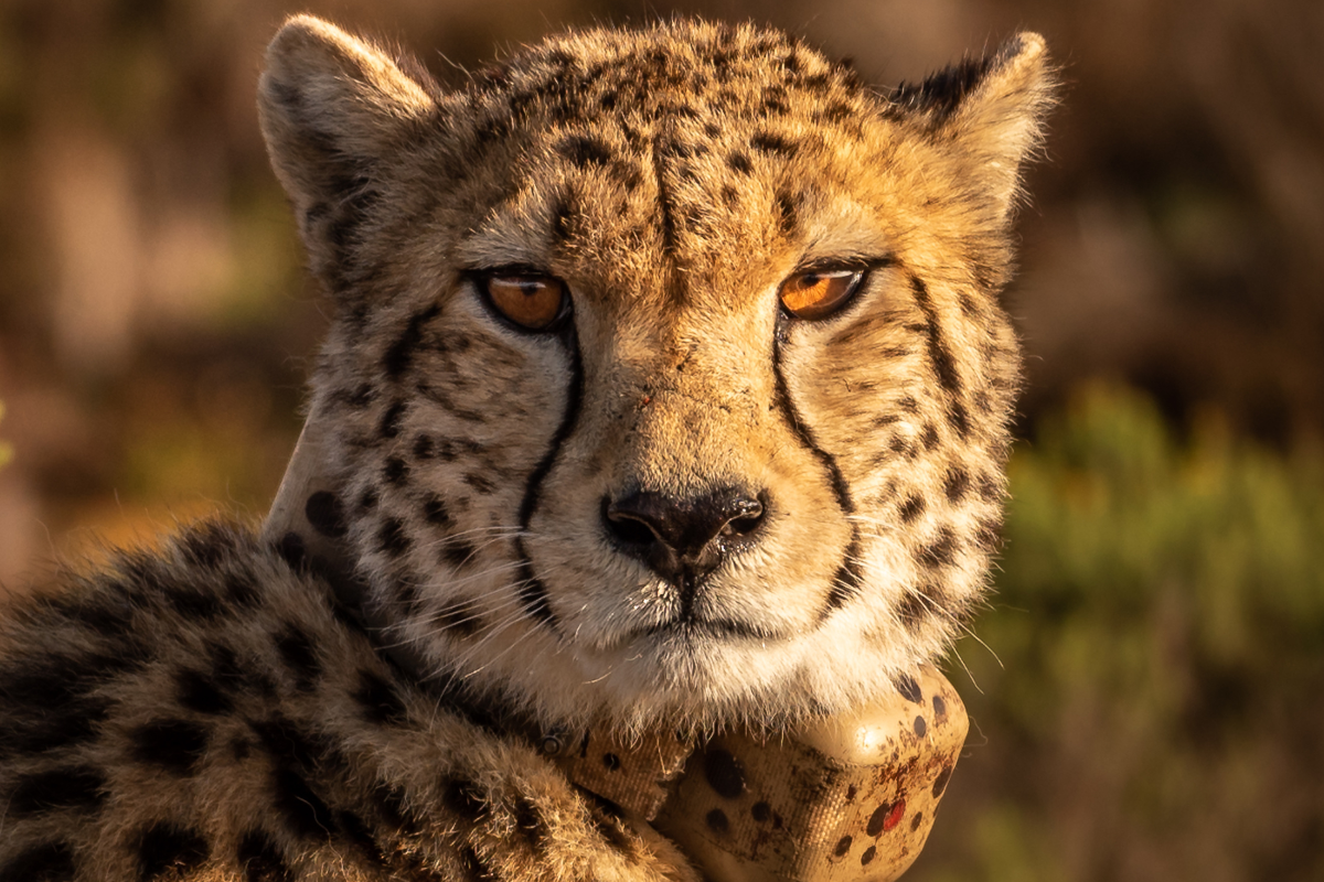 Eight Cheetahs Eight Cheetahs Relocated From Namibia To India In Jumbo Jet