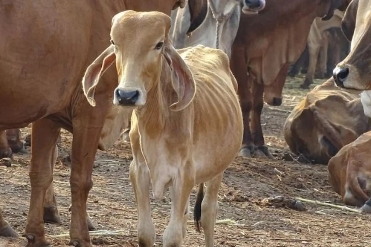 117 kg of Suspected Beef Seized in Assam’s Sivasagar; Two Detained