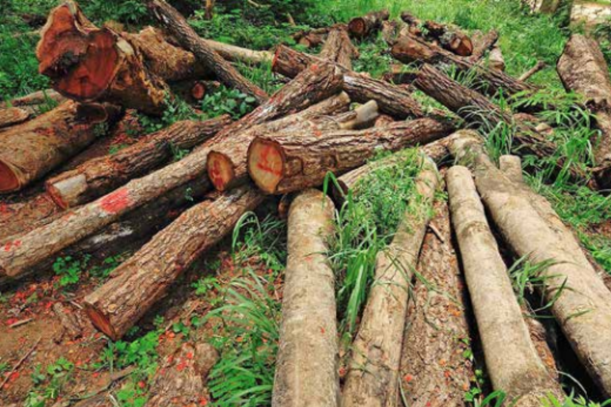 Guwahati Loses Over 1000 Hectares Of Tree Cover In Last Two Decades