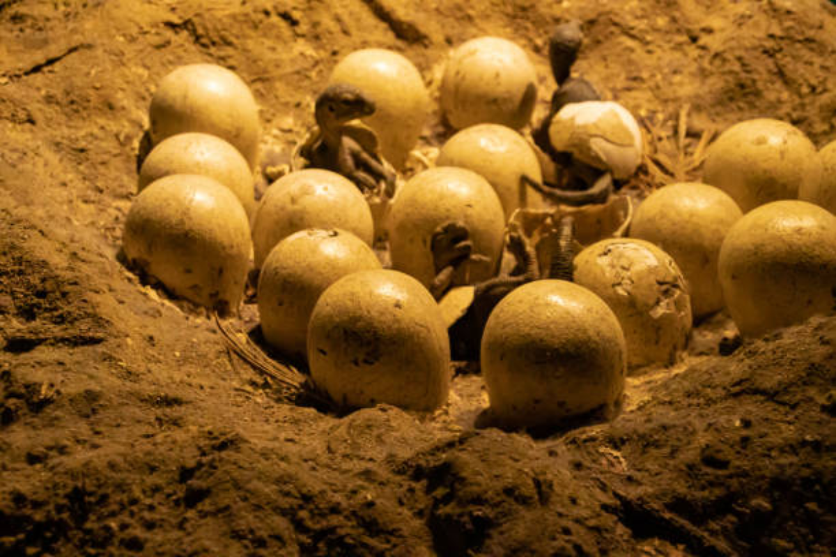 Indian Researchers Find 256 Fossil Dinosaur Eggs In Madhya Pradesh