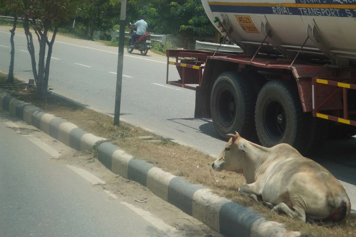 Residents Alarmed as Stray Cattle Trigger Spike in Road Accidents on NH ...